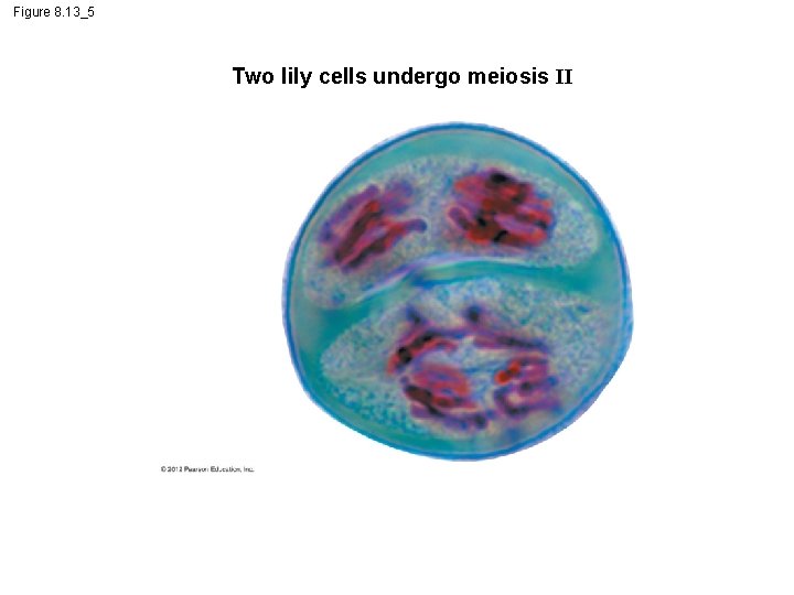 Figure 8. 13_5 Two lily cells undergo meiosis II 