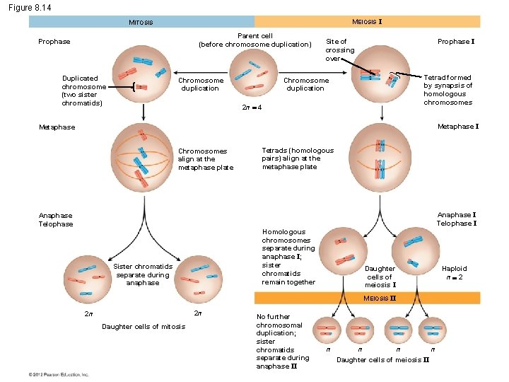 Figure 8. 14 MEIOSIS I MITOSIS Parent cell (before chromosome duplication) Prophase Duplicated chromosome