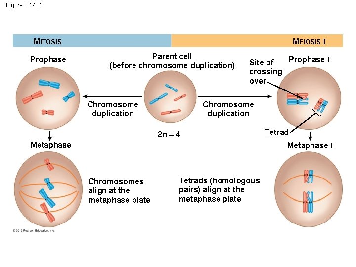 Figure 8. 14_1 MEIOSIS I MITOSIS Prophase Parent cell (before chromosome duplication) Chromosome duplication