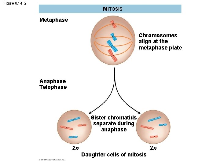 Figure 8. 14_2 MITOSIS Metaphase Chromosomes align at the metaphase plate Anaphase Telophase Sister
