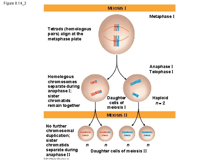 Figure 8. 14_3 MEIOSIS I Metaphase I Tetrads (homologous pairs) align at the metaphase