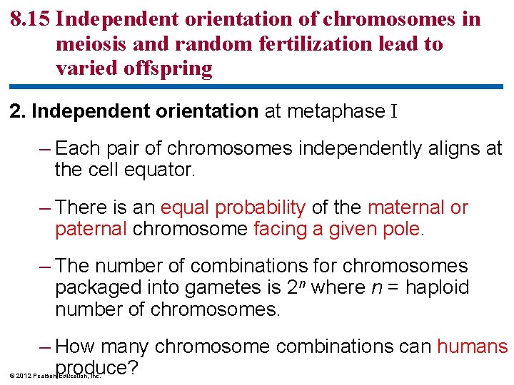 8. 15 Independent orientation of chromosomes in meiosis and random fertilization lead to varied