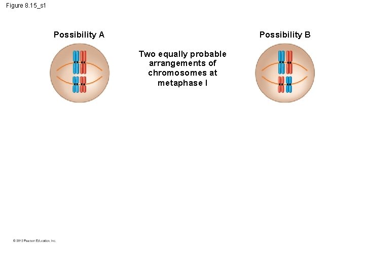 Figure 8. 15_s 1 Possibility A Possibility B Two equally probable arrangements of chromosomes