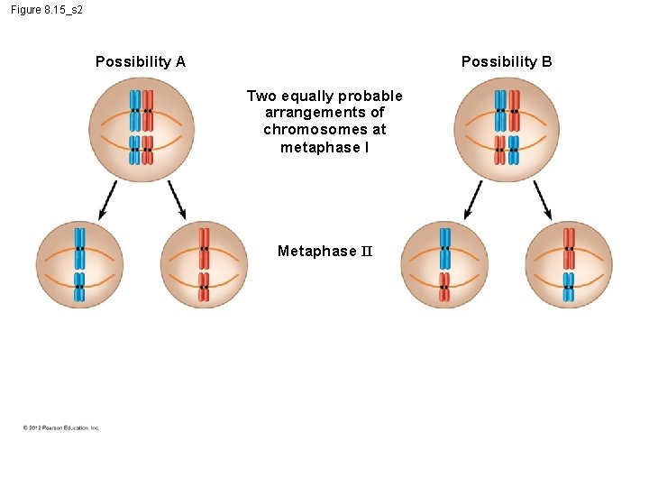 Figure 8. 15_s 2 Possibility A Possibility B Two equally probable arrangements of chromosomes