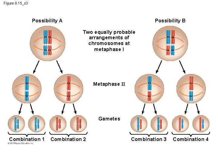 Figure 8. 15_s 3 Possibility A Possibility B Two equally probable arrangements of chromosomes