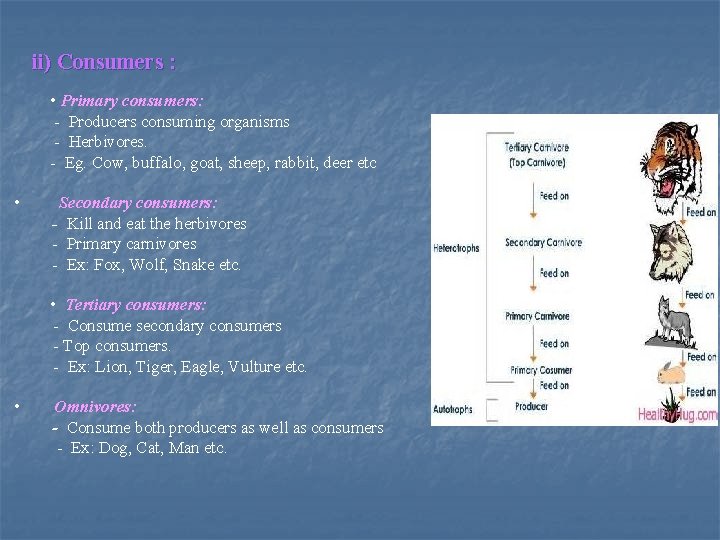 ii) Consumers : • Primary consumers: - Producers consuming organisms - Herbivores. - Eg.