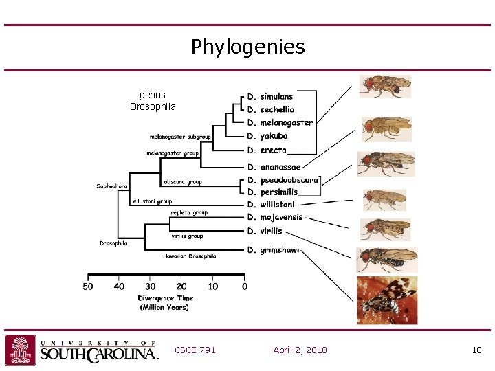 Phylogenies genus Drosophila CSCE 791 April 2, 2010 18 