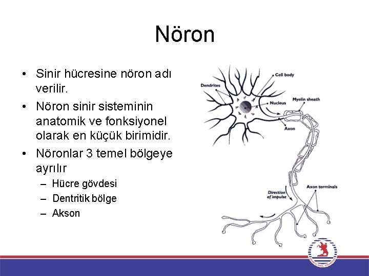 Nöron • Sinir hücresine nöron adı verilir. • Nöron sinir sisteminin anatomik ve fonksiyonel