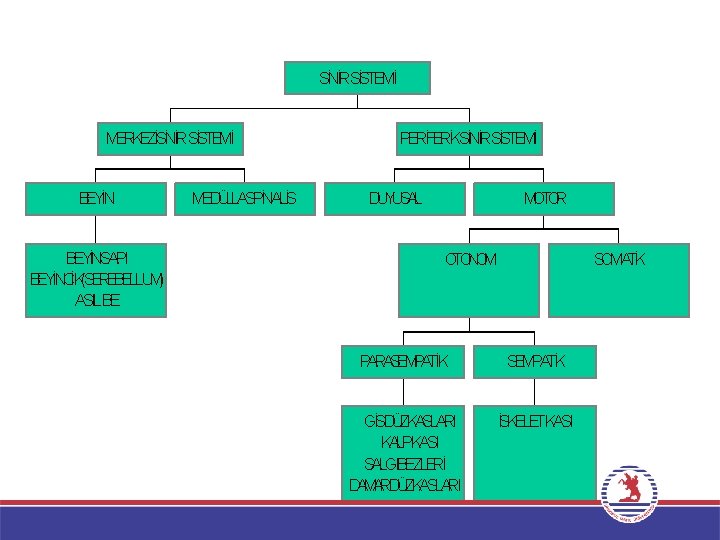 SİNİRSİSTEMİ MERKEZİSİNİRSİSTEMİ BEYİNSAPI BEYİNCİK(SEREBELLUM) ASILBE MEDÜLLASPİNALİS PERİFERİKSİNİRSİSTEMİ DUYUSAL MOTOR OTONOM SOMATİK PARASEMPATİK GİSDÜZKASLARI KALPKASI