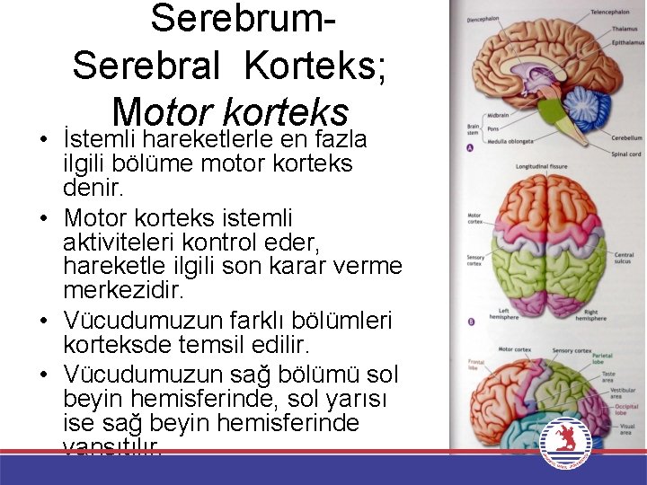 Serebrum. Serebral Korteks; Motor korteks • İstemli hareketlerle en fazla ilgili bölüme motor korteks