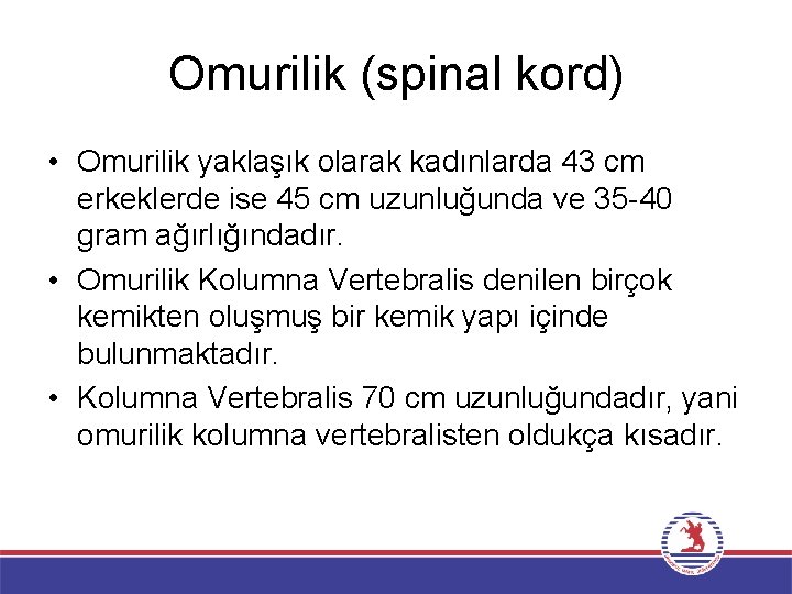 Omurilik (spinal kord) • Omurilik yaklaşık olarak kadınlarda 43 cm erkeklerde ise 45 cm