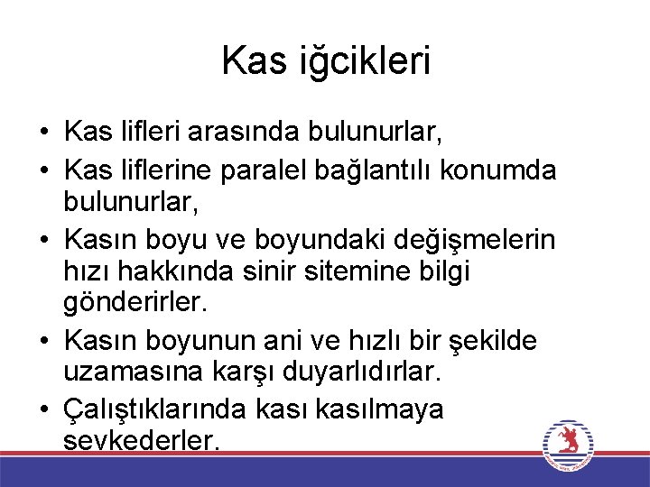 Kas iğcikleri • Kas lifleri arasında bulunurlar, • Kas liflerine paralel bağlantılı konumda bulunurlar,