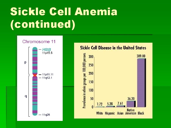 Sickle Cell Anemia (continued) 