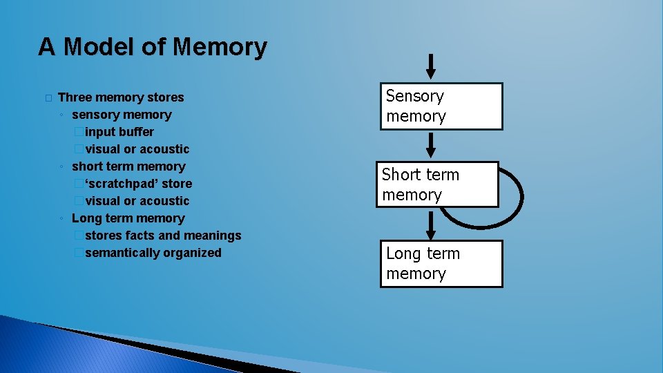 A Model of Memory � Three memory stores ◦ sensory memory �input buffer �visual A Model of Memory � Three memory stores ◦ sensory memory �input buffer �visual