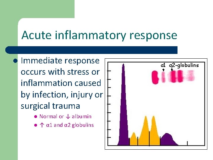 Acute inflammatory response l Immediate response occurs with stress or inflammation caused by infection,