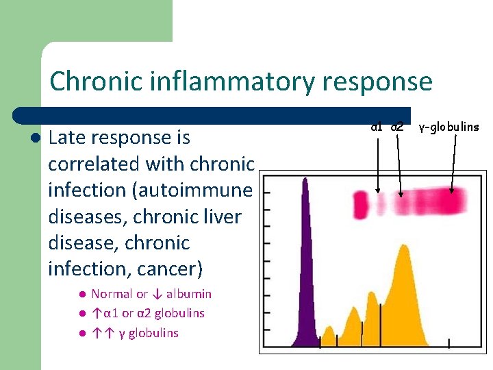 Chronic inflammatory response l Late response is correlated with chronic infection (autoimmune diseases, chronic