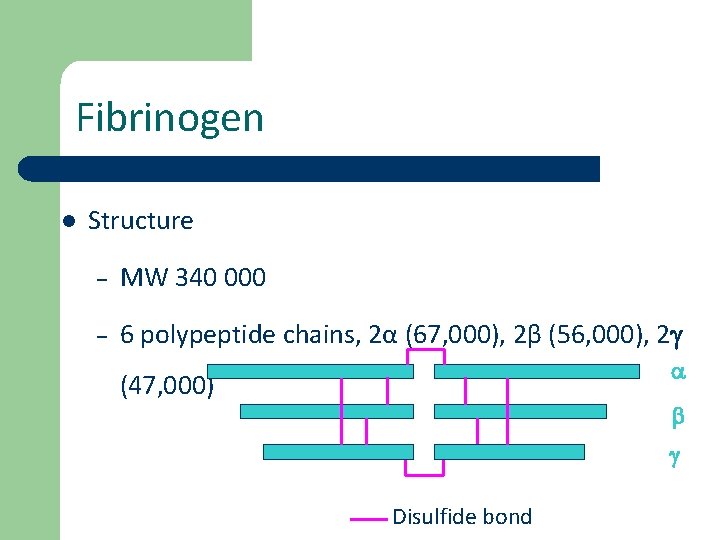 Fibrinogen l Structure – MW 340 000 – 6 polypeptide chains, 2α (67, 000),