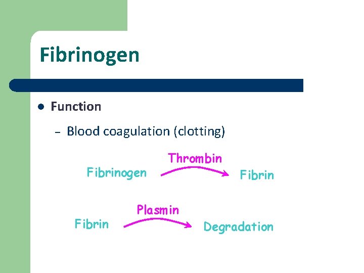 Fibrinogen l Function – Blood coagulation (clotting) Fibrinogen Fibrin Thrombin Plasmin Fibrin Degradation 