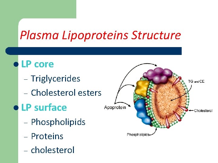 Plasma Lipoproteins Structure l LP core – – Triglycerides Cholesterol esters l LP surface