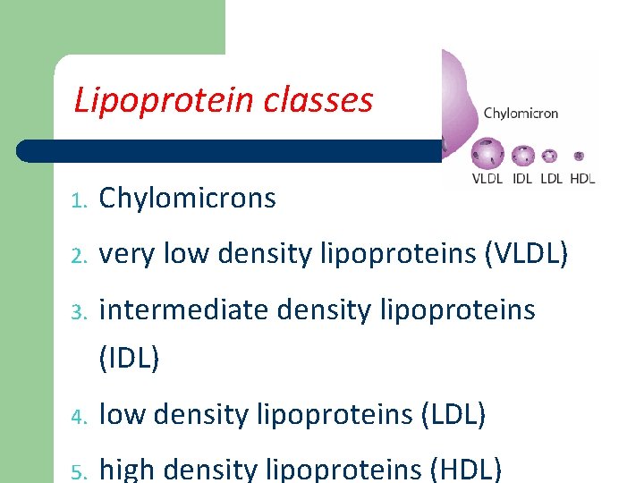 Lipoprotein classes 1. Chylomicrons 2. very low density lipoproteins (VLDL) 3. intermediate density lipoproteins