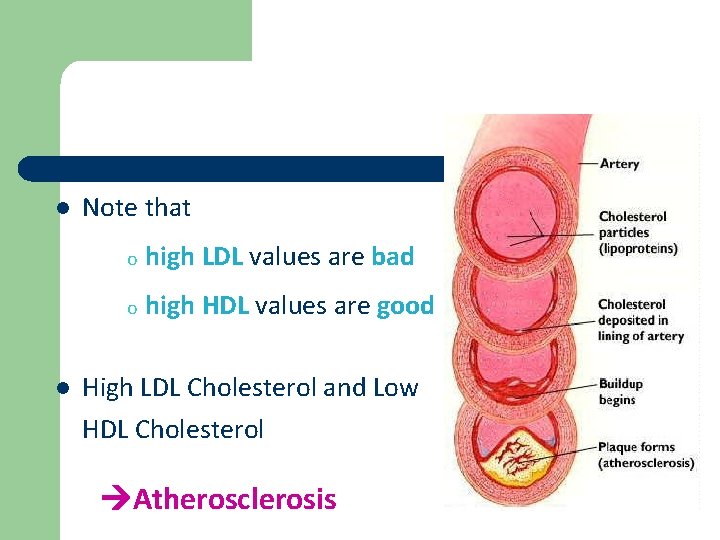 l l Note that o high LDL values are bad o high HDL values