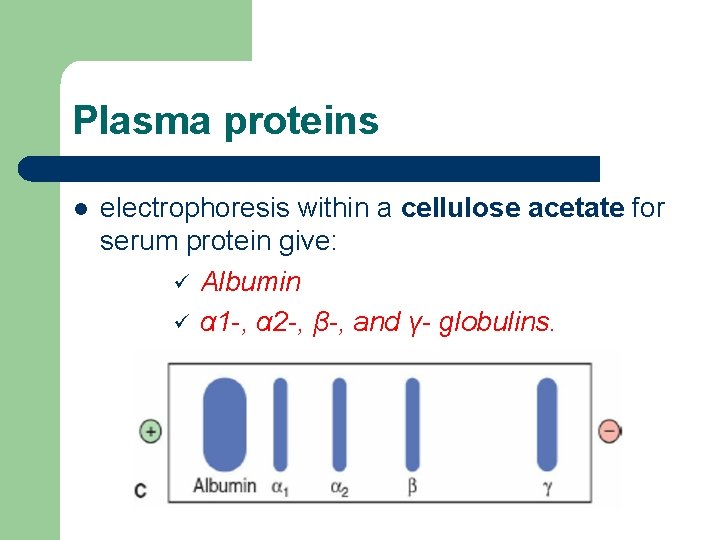 Plasma proteins l electrophoresis within a cellulose acetate for serum protein give: ü Albumin