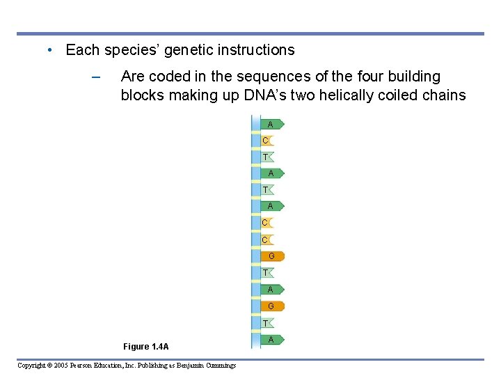  • Each species’ genetic instructions – Are coded in the sequences of the