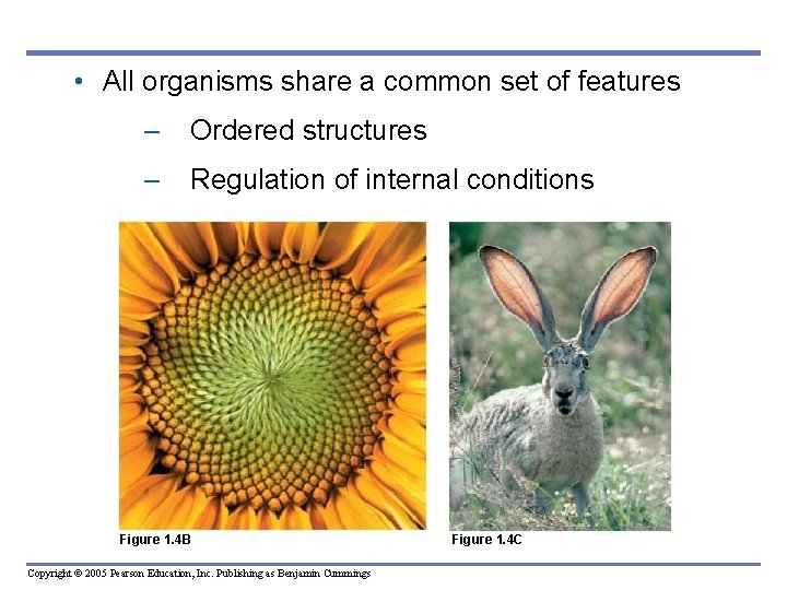  • All organisms share a common set of features – Ordered structures –