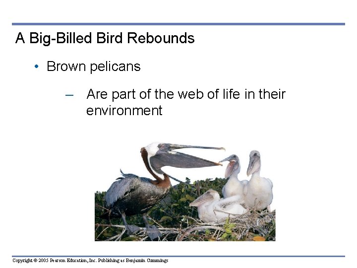 A Big-Billed Bird Rebounds • Brown pelicans – Are part of the web of
