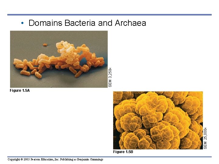 SEM 3, 250 • Domains Bacteria and Archaea SEM 25, 000 Figure 1. 5