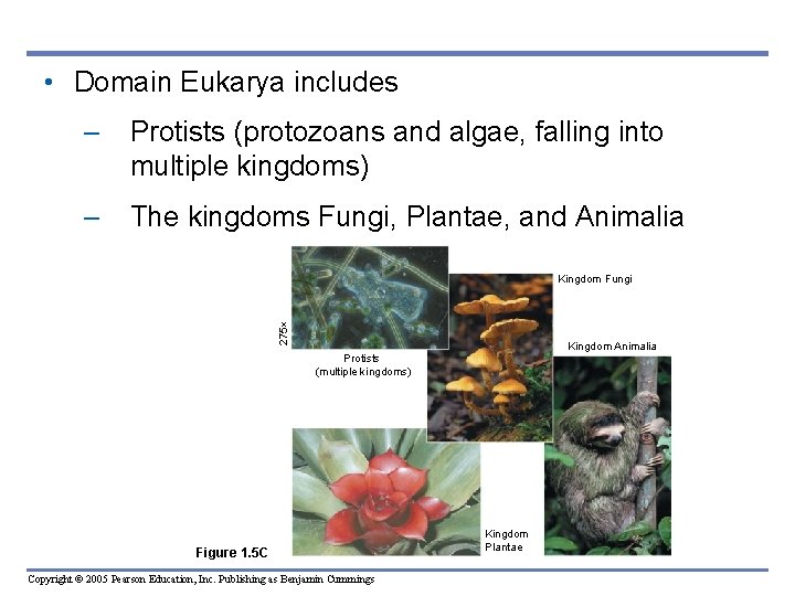  • Domain Eukarya includes – Protists (protozoans and algae, falling into multiple kingdoms)