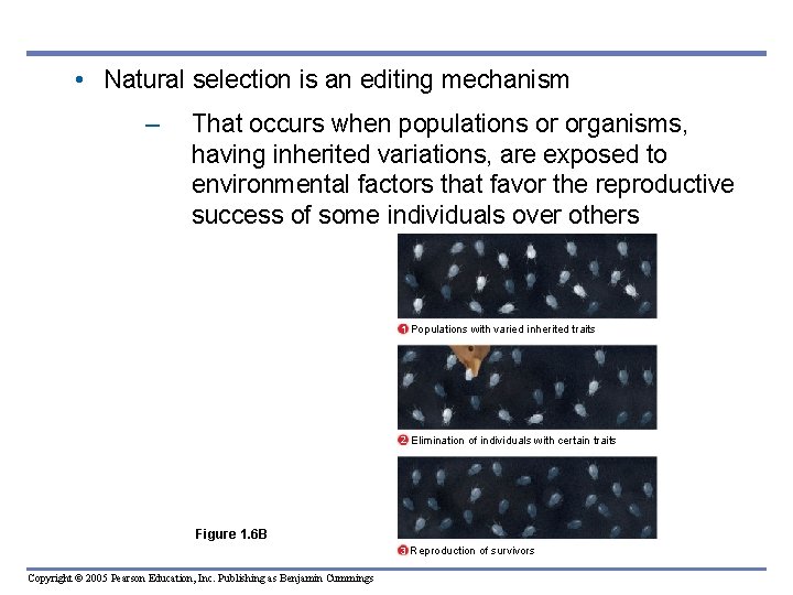  • Natural selection is an editing mechanism – That occurs when populations or