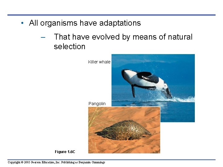  • All organisms have adaptations – That have evolved by means of natural