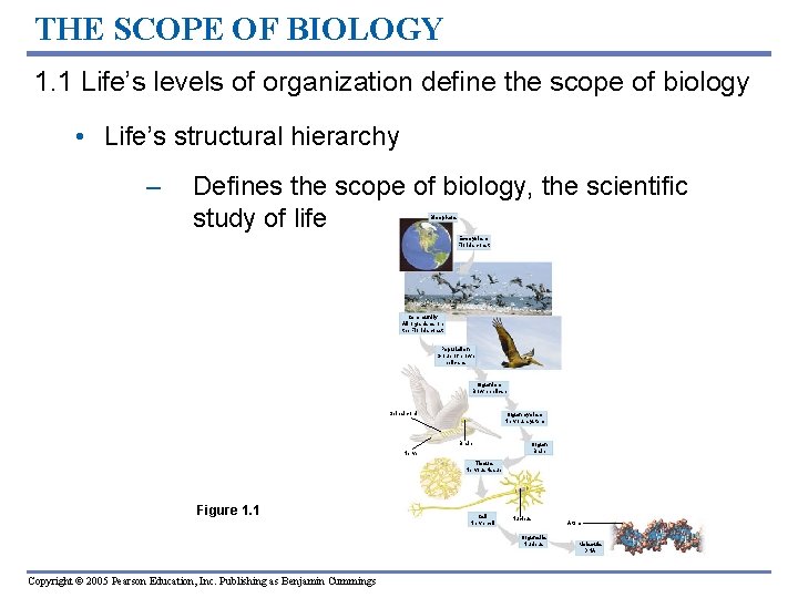 THE SCOPE OF BIOLOGY 1. 1 Life’s levels of organization define the scope of
