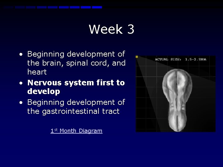 Week 3 • Beginning development of the brain, spinal cord, and heart • Nervous