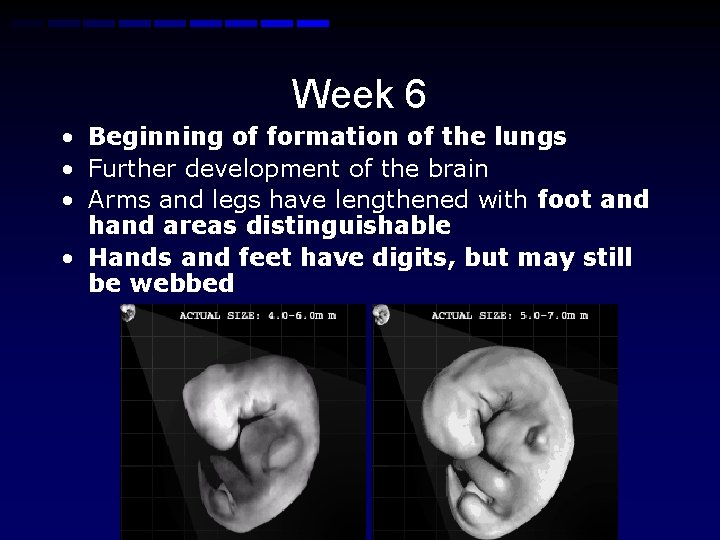 Week 6 • Beginning of formation of the lungs • Further development of the