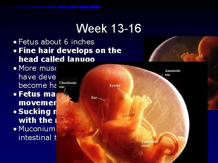Week 13 -16 • Fetus about 6 inches • Fine hair develops on the