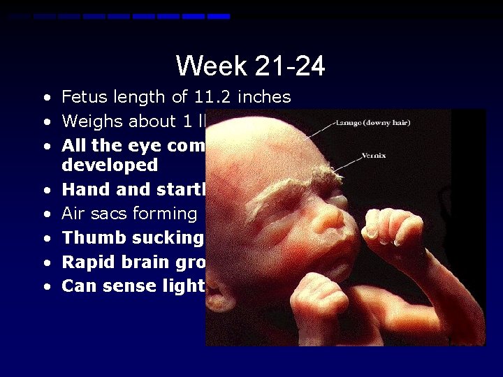 Week 21 -24 • Fetus length of 11. 2 inches • Weighs about 1