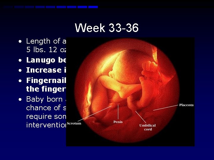 Week 33 -36 • Length of about 16 -19 inches; 5 lbs. 12 oz.