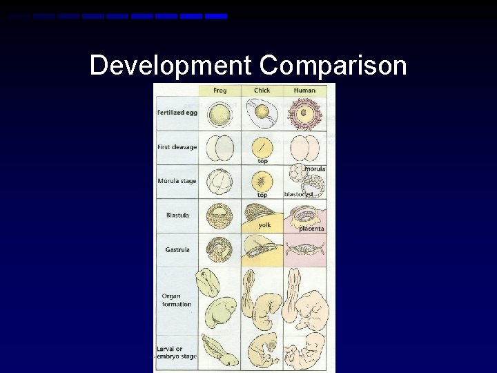 Development Comparison 