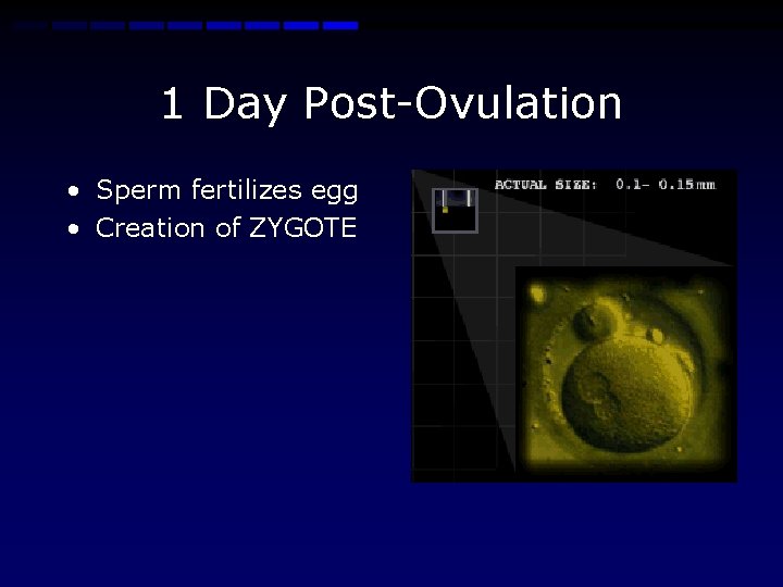 1 Day Post-Ovulation • Sperm fertilizes egg • Creation of ZYGOTE 