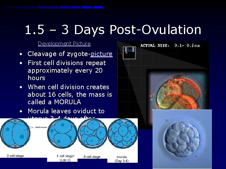 1. 5 – 3 Days Post-Ovulation Development Picture • Cleavage of zygote-picture • First