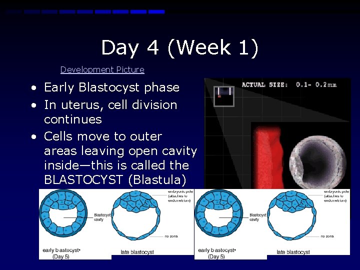 Day 4 (Week 1) Development Picture • Early Blastocyst phase • In uterus, cell