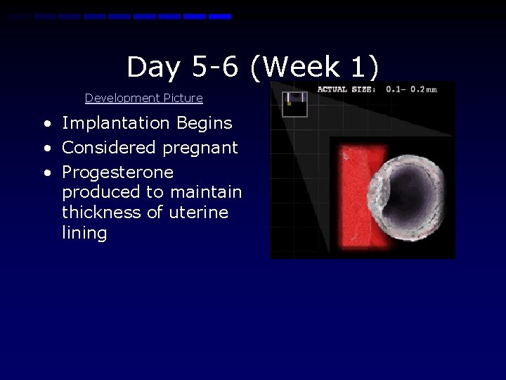 Day 5 -6 (Week 1) Development Picture • Implantation Begins • Considered pregnant •
