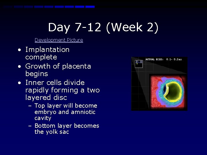 Day 7 -12 (Week 2) Development Picture • Implantation complete • Growth of placenta