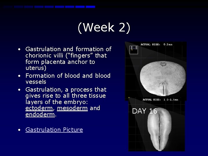 (Week 2) • Gastrulation and formation of chorionic villi (“fingers” that form placenta anchor