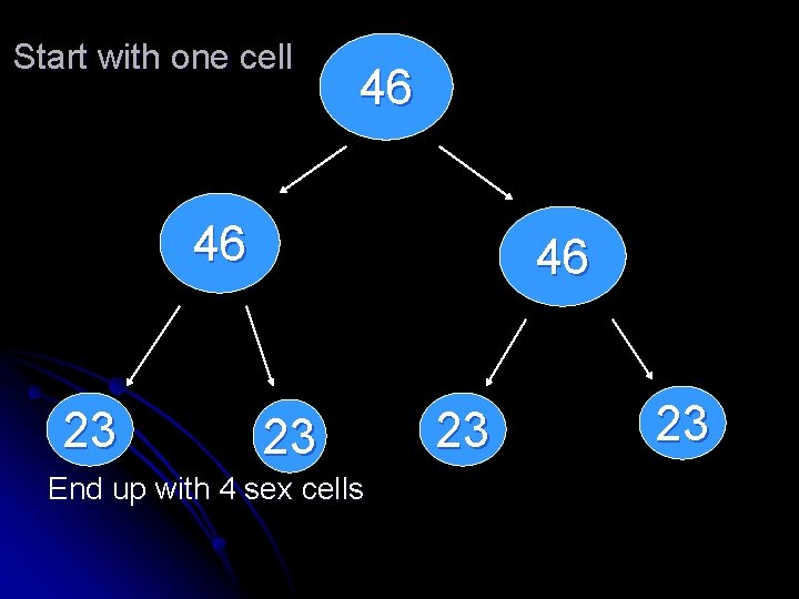 Start with one cell 46 46 23 End up with 4 sex cells 23