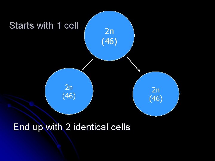 Starts with 1 cell 2 n (46) End up with 2 identical cells 2
