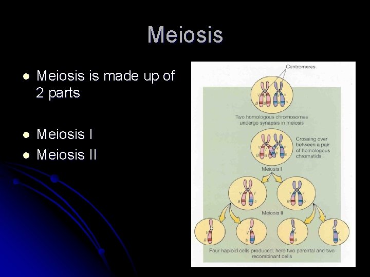 Meiosis l Meiosis is made up of 2 parts l Meiosis II l 