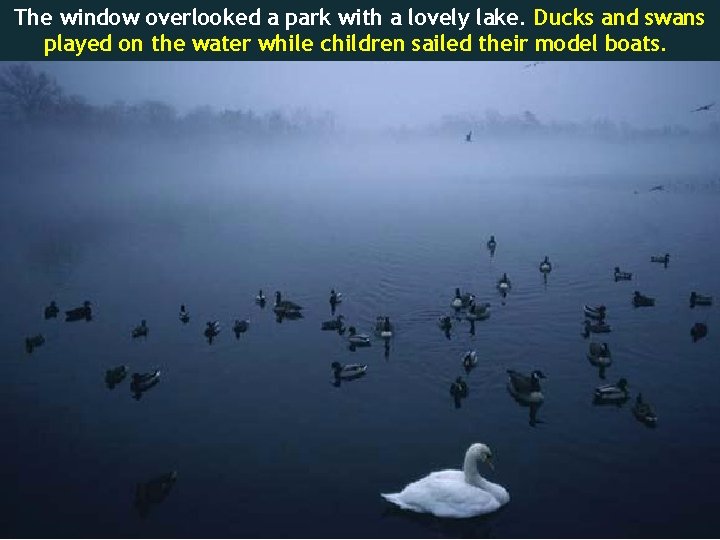 The window overlooked a park with a lovely lake. Ducks and swans played on